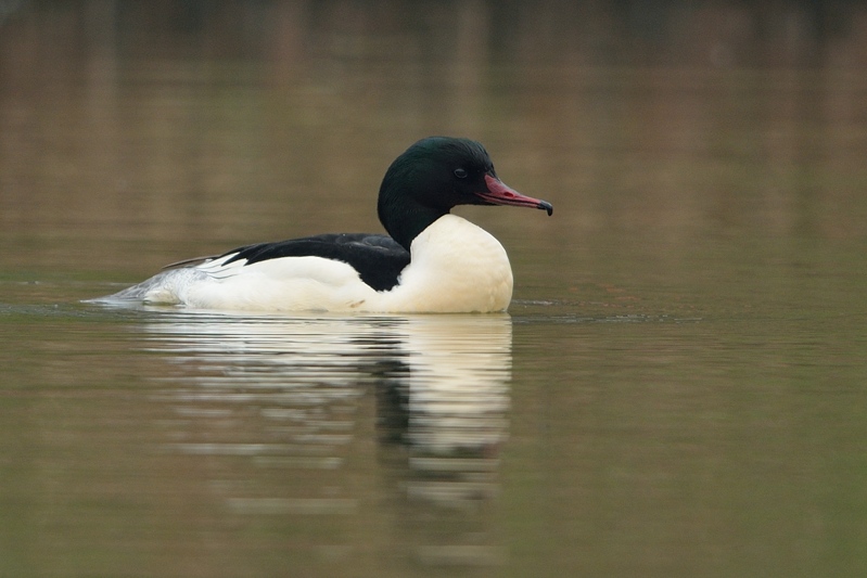 Grote Zaagbek